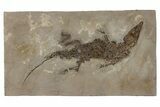 Fossil Alligatoroid (Diplocynodon) - Museum Quality #240309-1